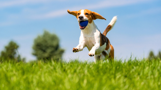 Cool Canine Hangouts: Summer Dog Parks in Michiana | Cressy & Everett